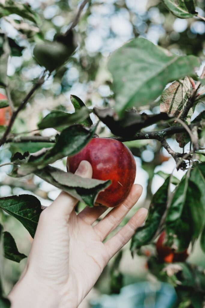 Raccogliere la frutta non s’usa più