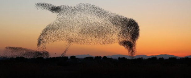 Quei disegni di uccelli nel cielo