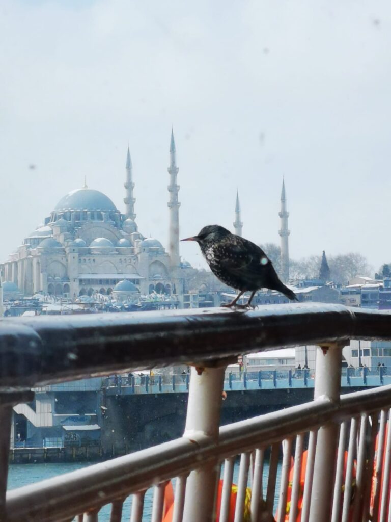 Il bianco in Turchia