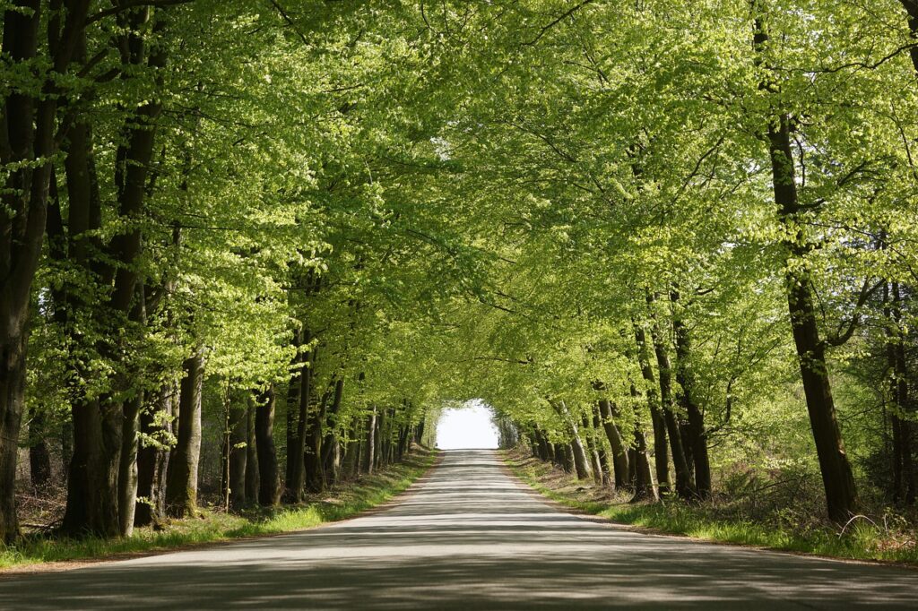 Le voci del bosco